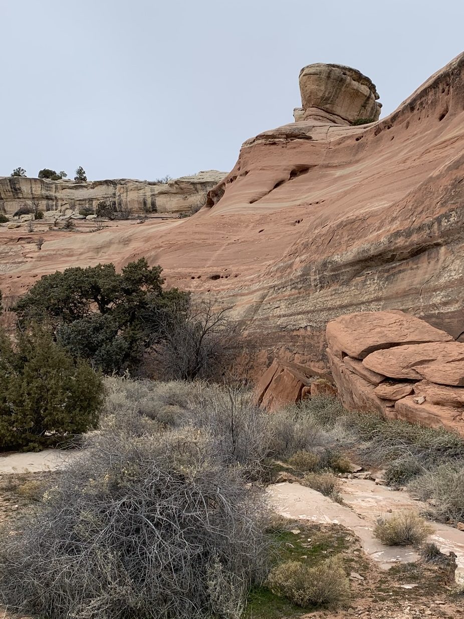 Medicinal Plants of Western&nbsp;Colorado